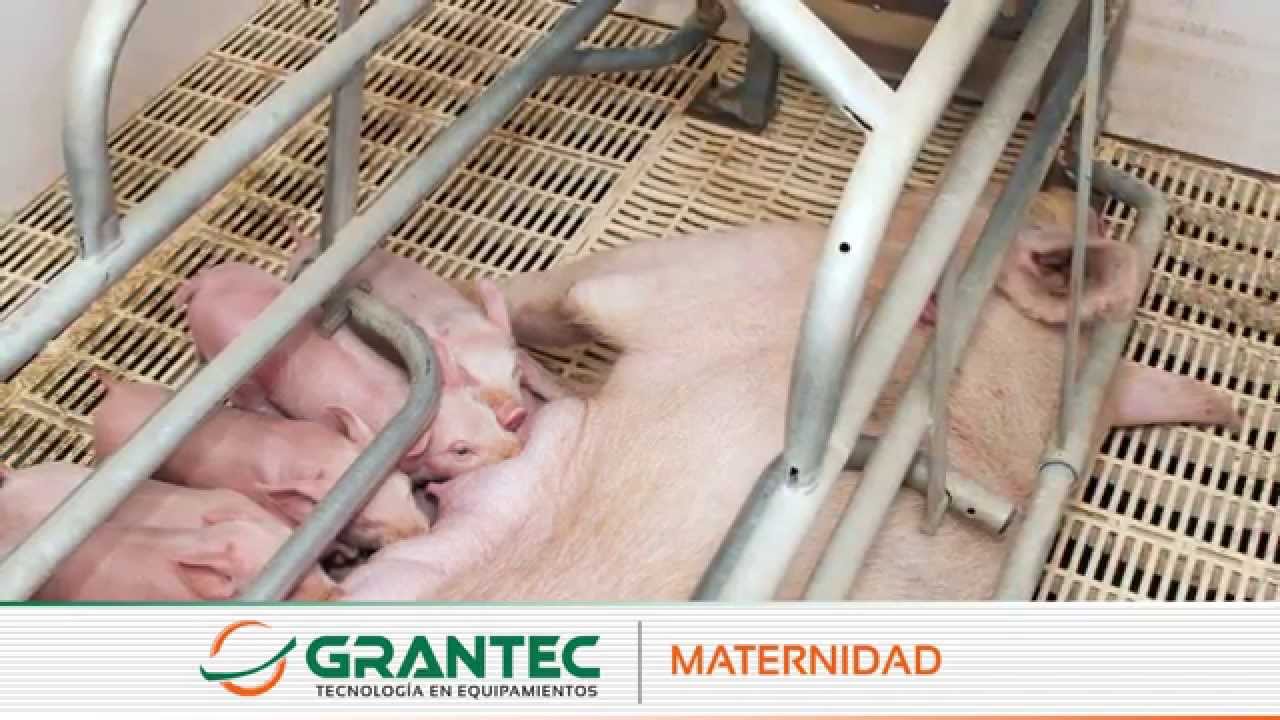 Maternidad