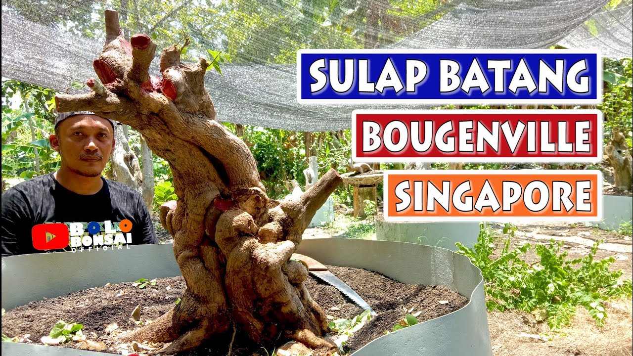 TEKNIK MEMBUAT ALUR BATANG BONSAI BOUGENVILLE SINGAPORE JUMBO