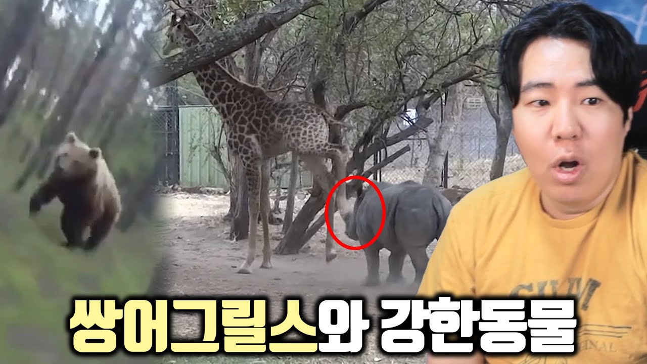 세상에서 가장 위험한 동물을 만난 쌍베의 운명은?