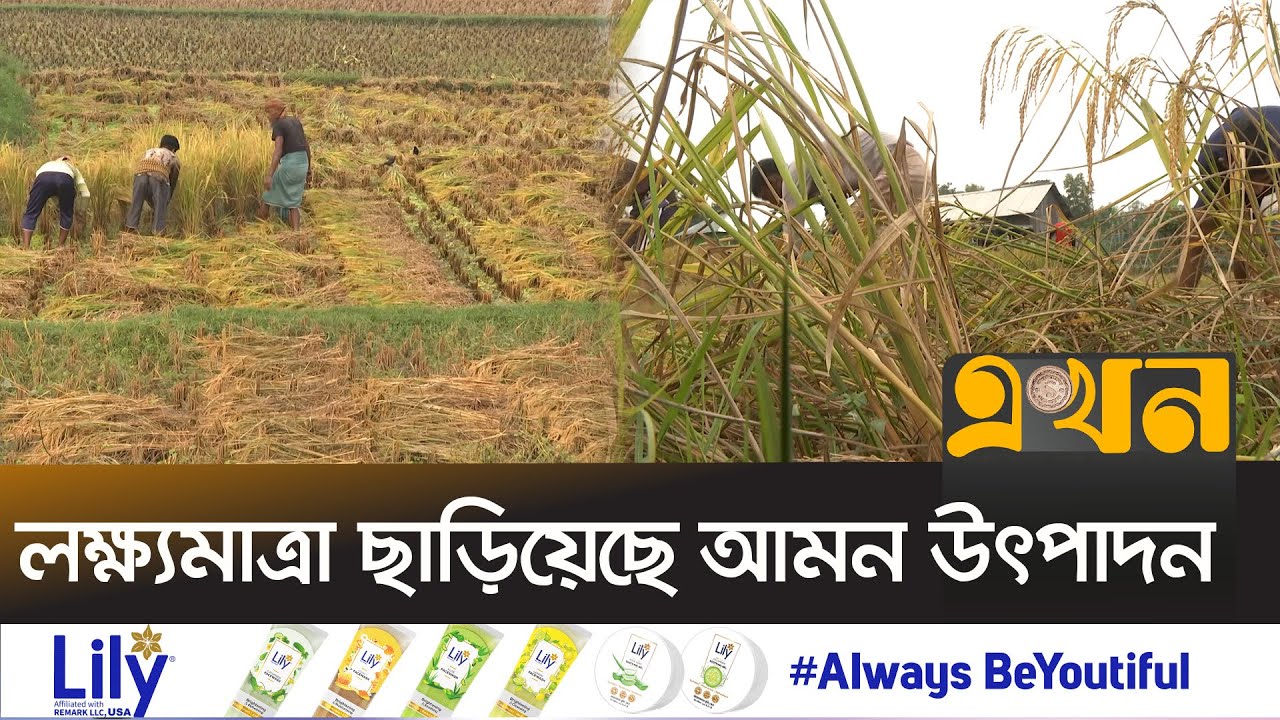 খরা ও পোকামাকড় দমনে খরচ হয়েছে বাড়তি | Amon Paddy | Comilla News | Ekhon TV