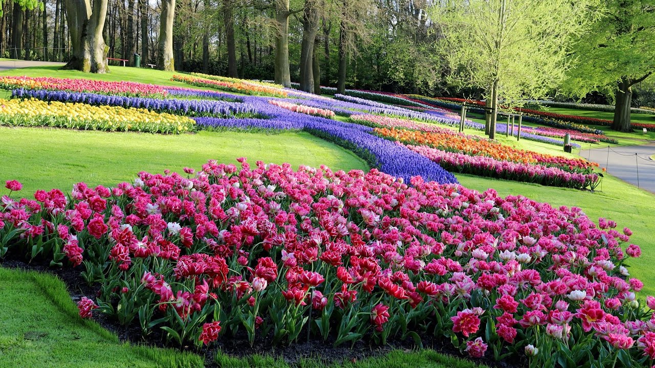 Color of Spring - Keukenhof garden - 4K
