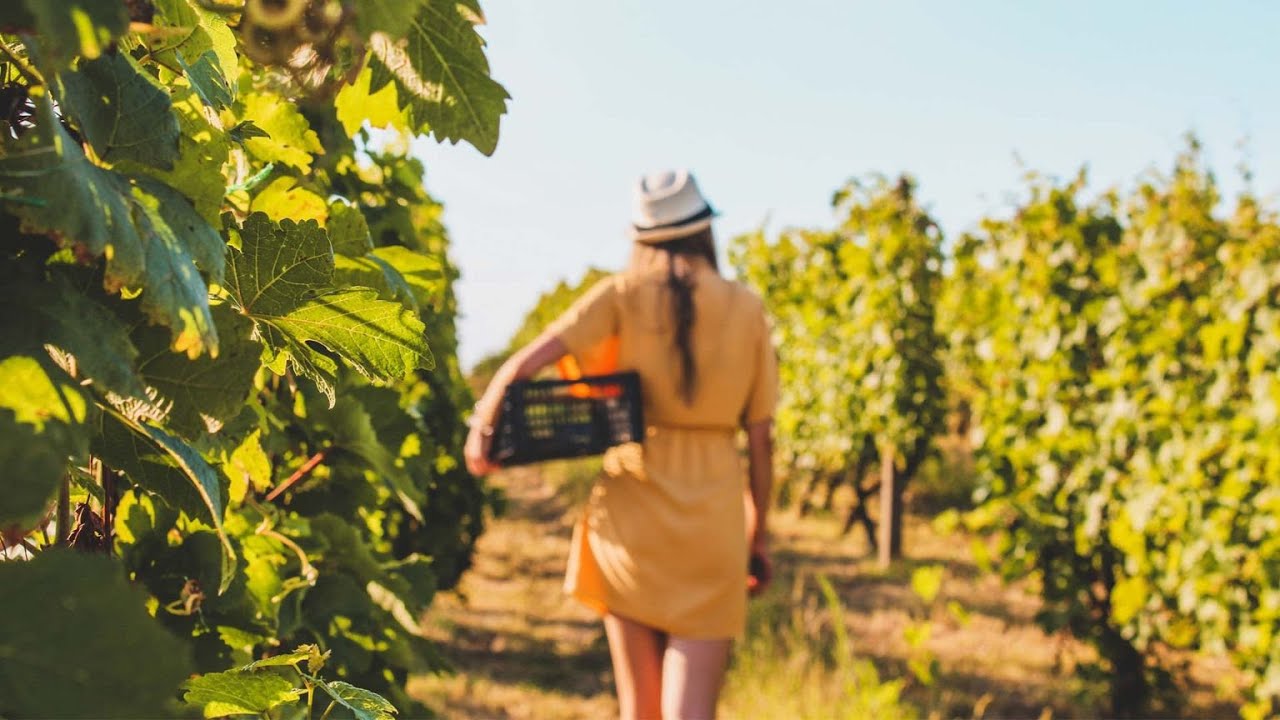 „Trockener“ Wein: Winzer kämpfen mit Extremwetter