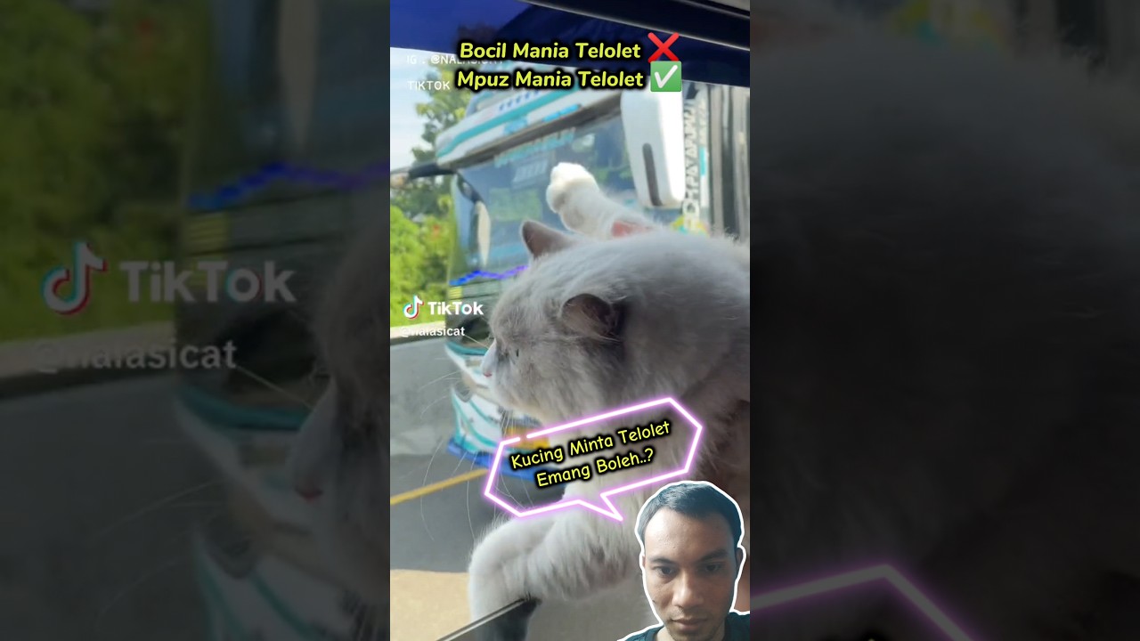 POV: Kucing Mania Telolet #basuri #busmania #meme