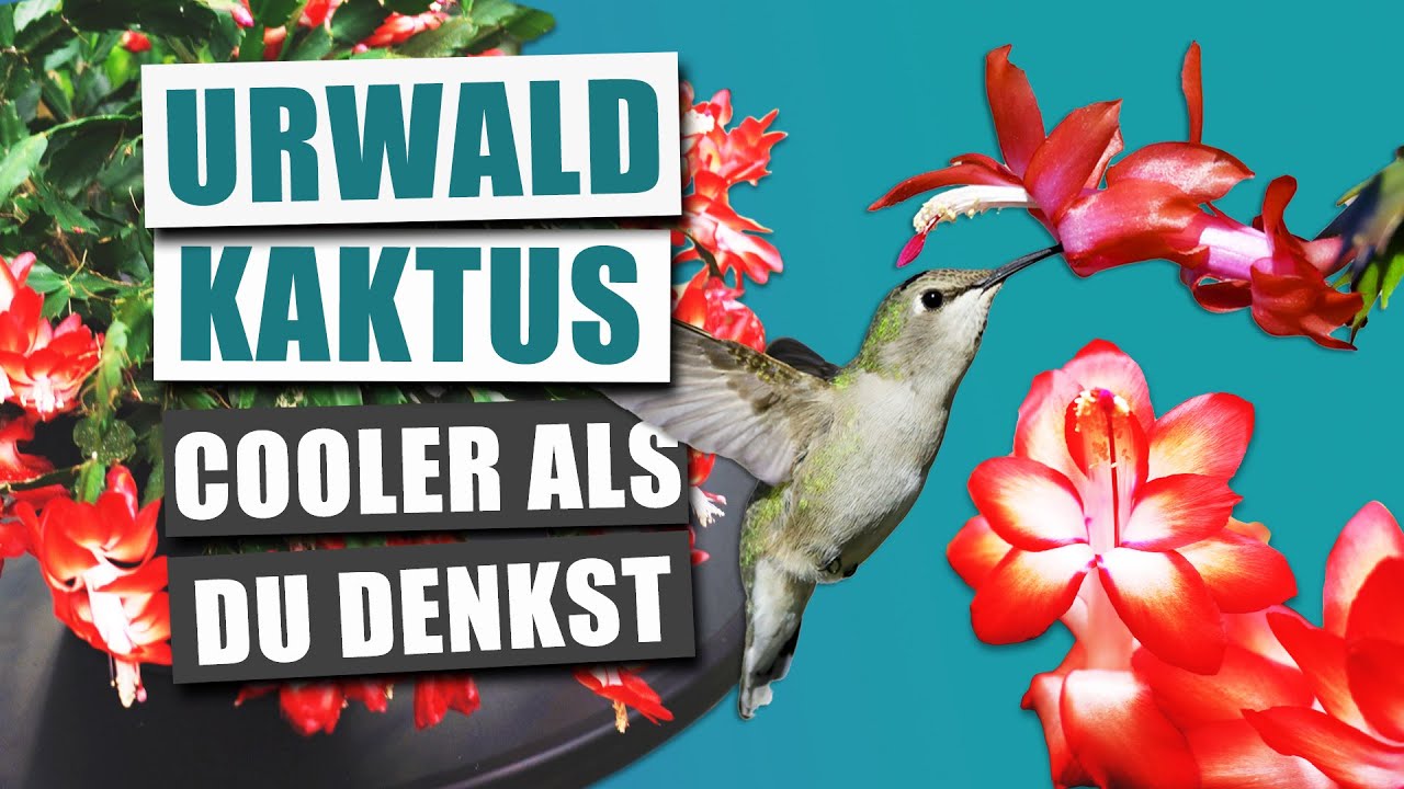 Der Weihnachtskaktus ist viel cooler als du denkst | Pflanzen-Portrait