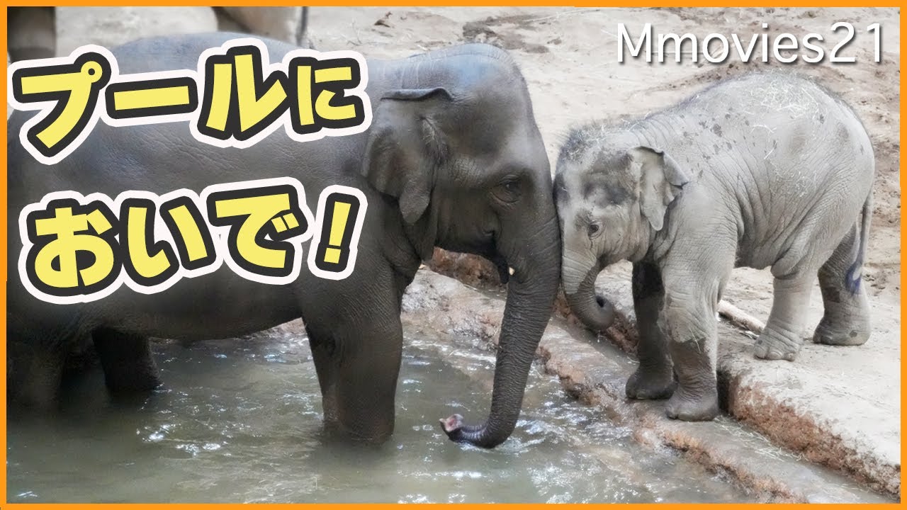 【頑張れタオ】プールへの一歩！ニャインからの優しい誘い〜アジアゾウ冬の暮らし〜Asian Elephants