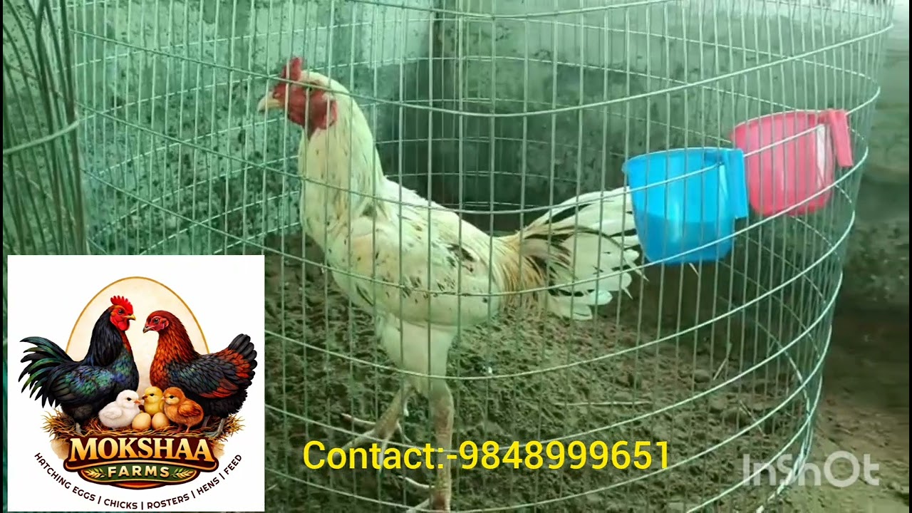 Sales for Hatching eggs,Hens and Breeders