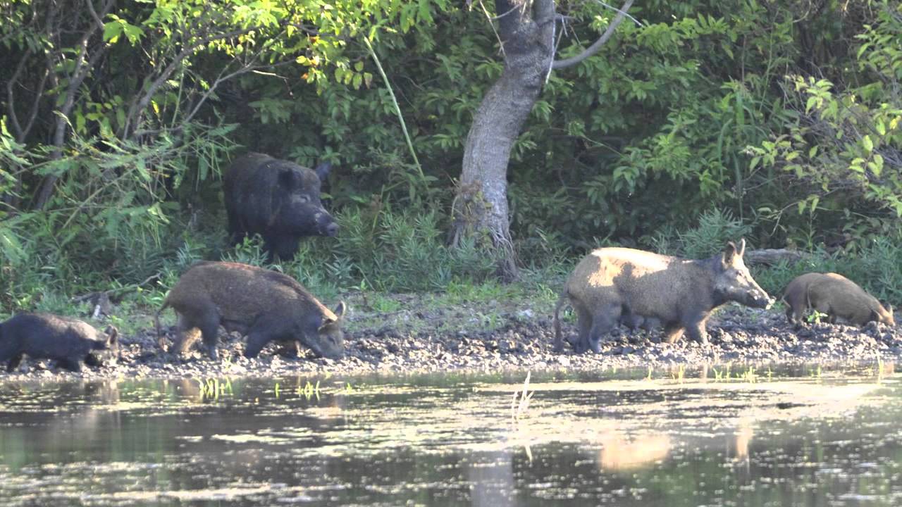 Feral Hogs in North Texas - A Growing Urban Issue