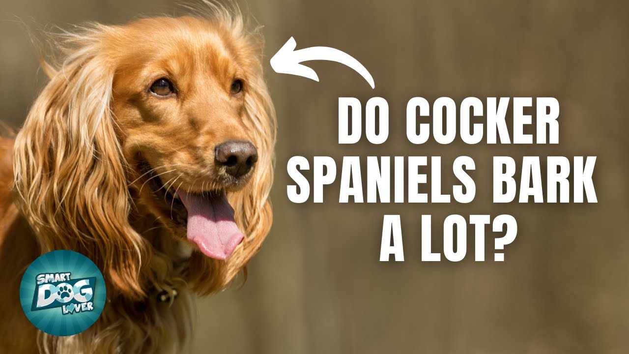 12 Things Only Cocker Spaniel Dog Owners Understand