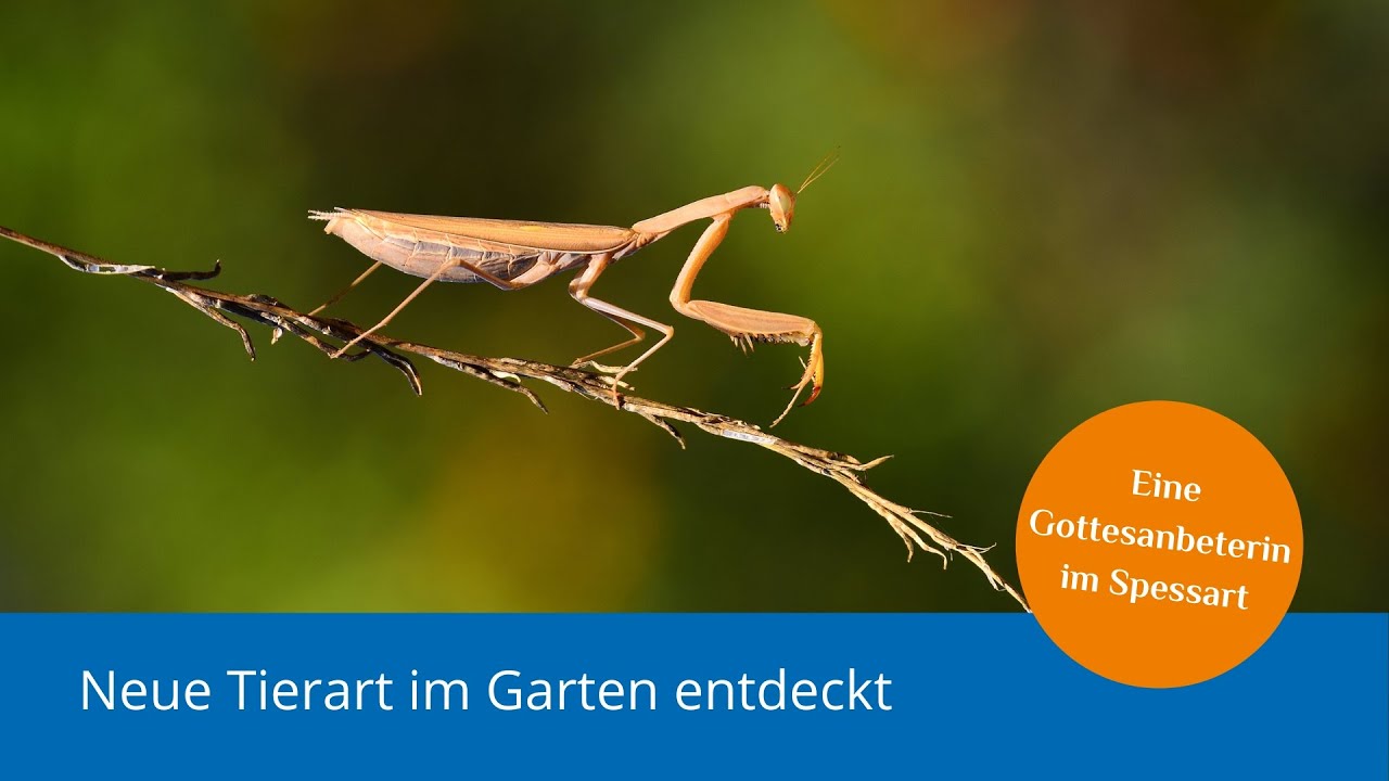 Exotische Tiere im Insektengarten: Die Gottesanbeterin