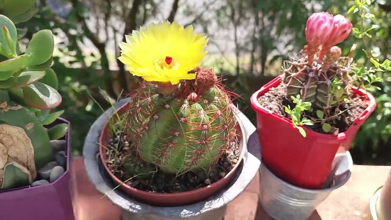 videos#flowerphotography#cactusflower@kapcoastsunsetcliviaseascapes