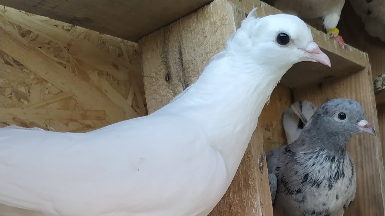 Вот что значит НАСТОЯЩИЕ БАКИНСКИЕ ГОЛУБИ 💥