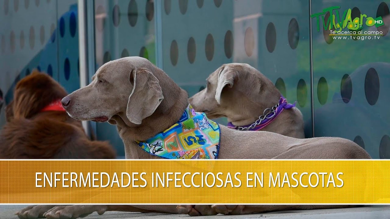 Enfermedades Infecciosas en Mascotas - TvAgro por Juan Gonzalo Angel Restrepo