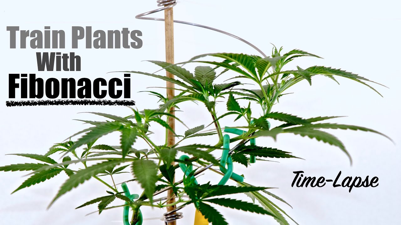 Training Plants with Fibonacci Spirals | Intro to The OG Spring