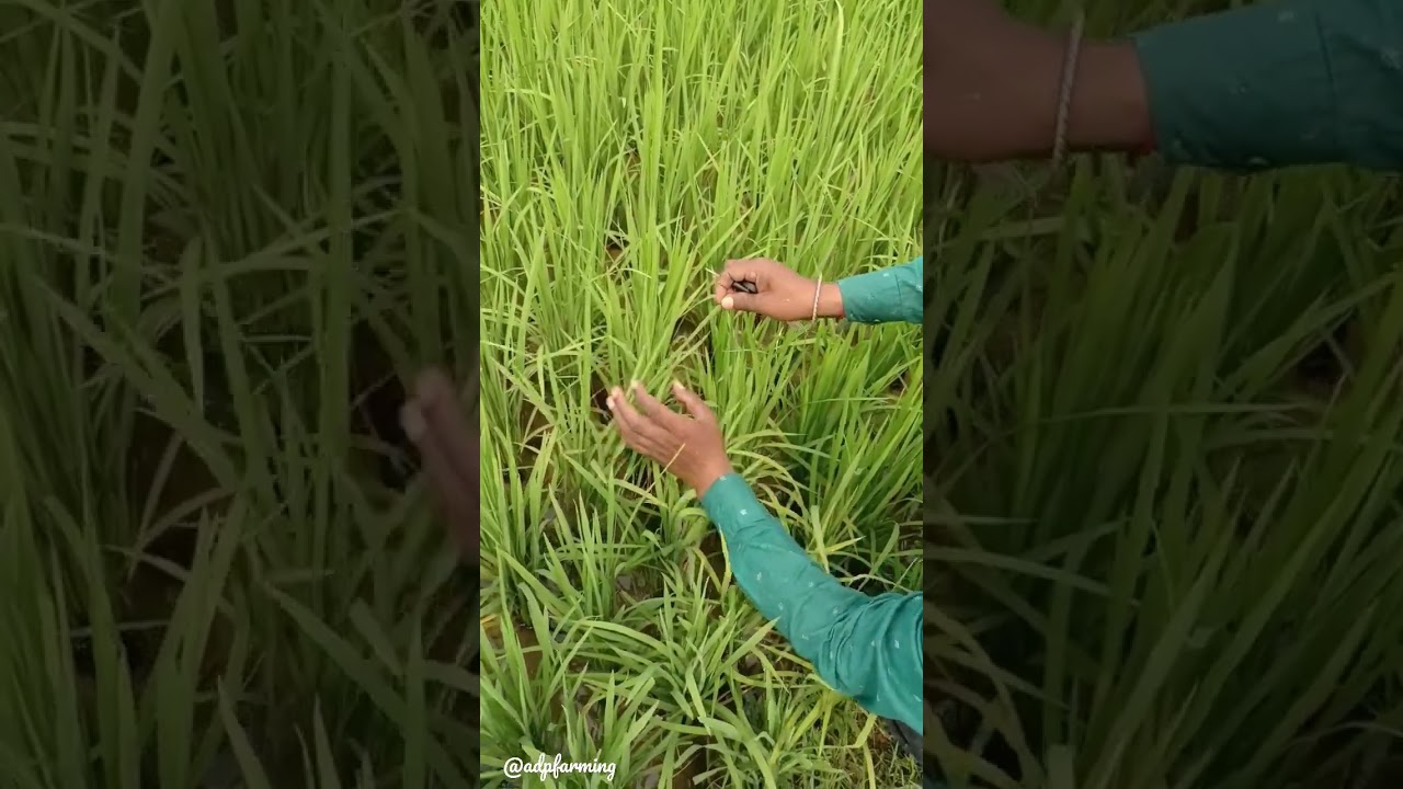 Paddy panicle initiation check #trending #shorts #paddy #panicleininitiation #agriculture