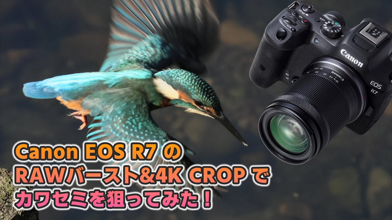 Canon EOS R7 の RAWバースト & 4K CROP でカワセミを狙ってみた！
