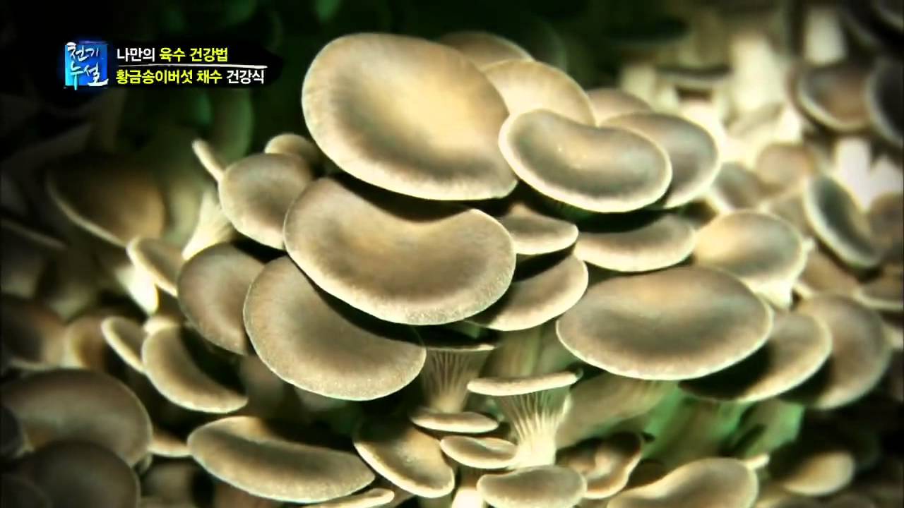 황금송이버섯 채수를 만드는 비법은?