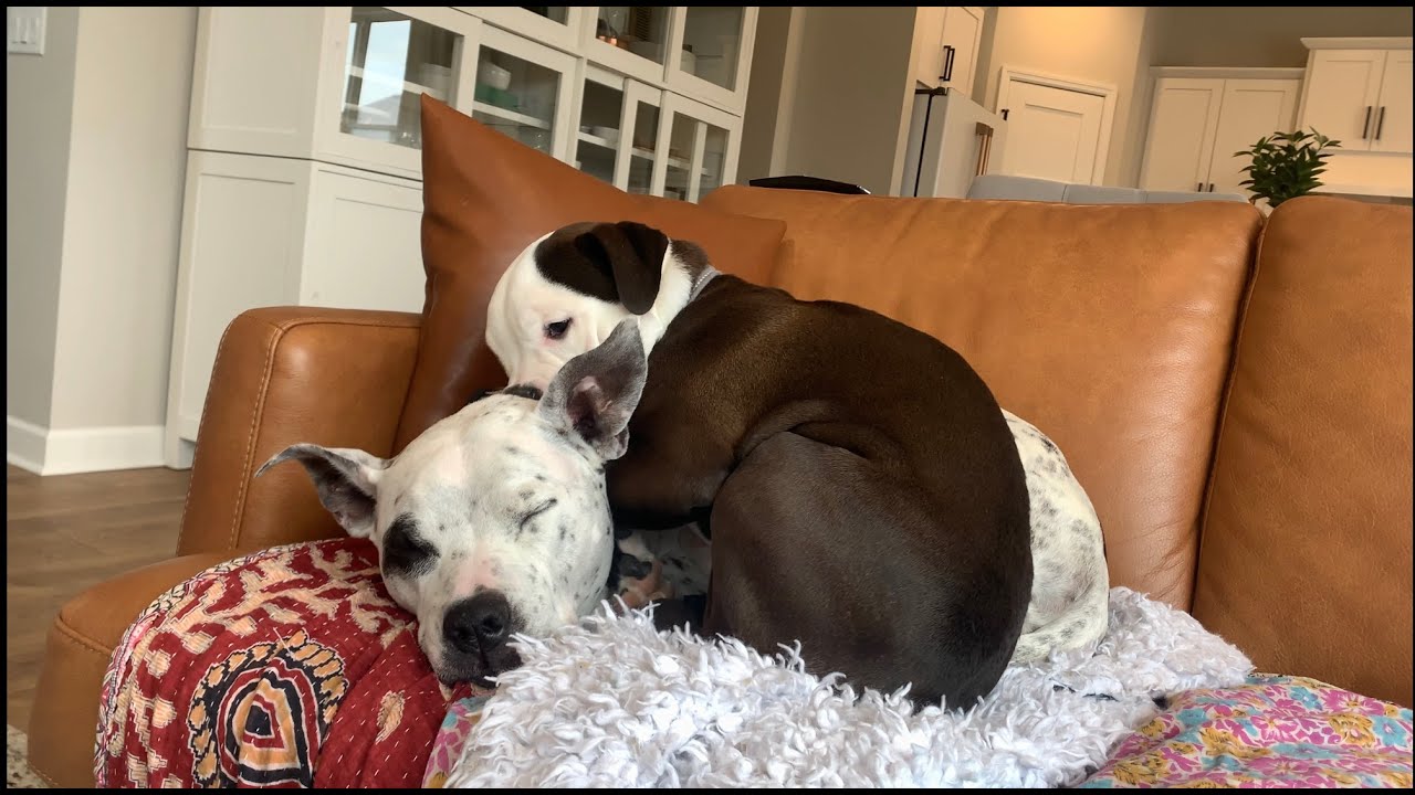 Bulldog Annoys Pitbull