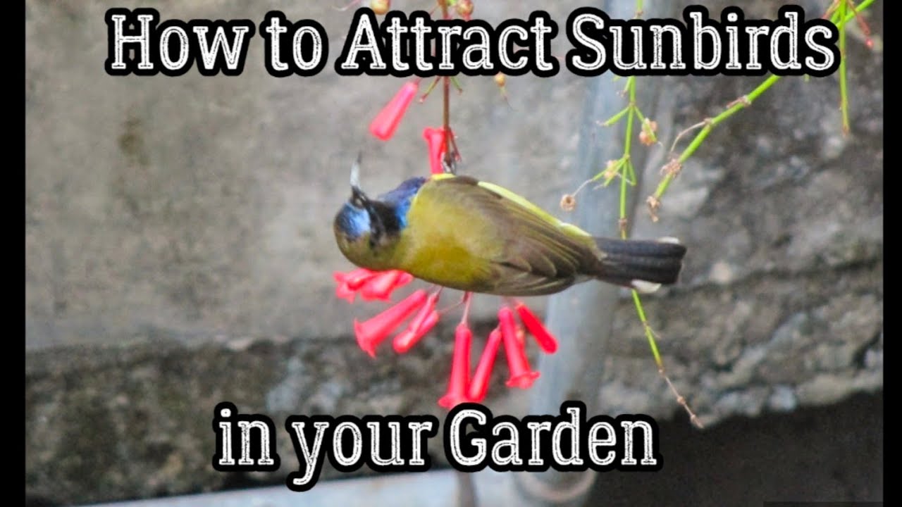 How to Attract Sunbirds in your Garden