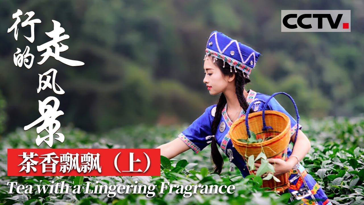 【Eng Sub】《行走的风景》第六集（上）武夷岩茶“岩骨花香”最迷人 品鉴最纯粹的茶香岩韵【CCTV纪录】