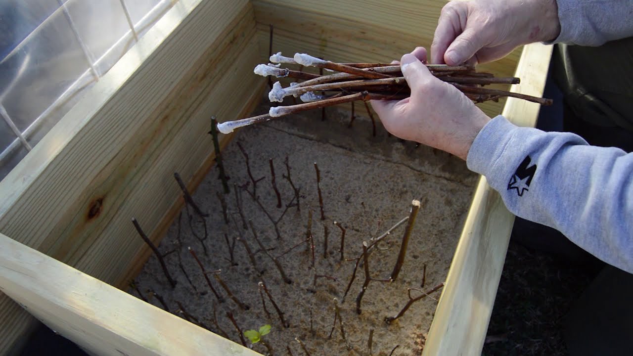 Propagating Concord grapevines from hardwood cuttings!!!  Episode 7