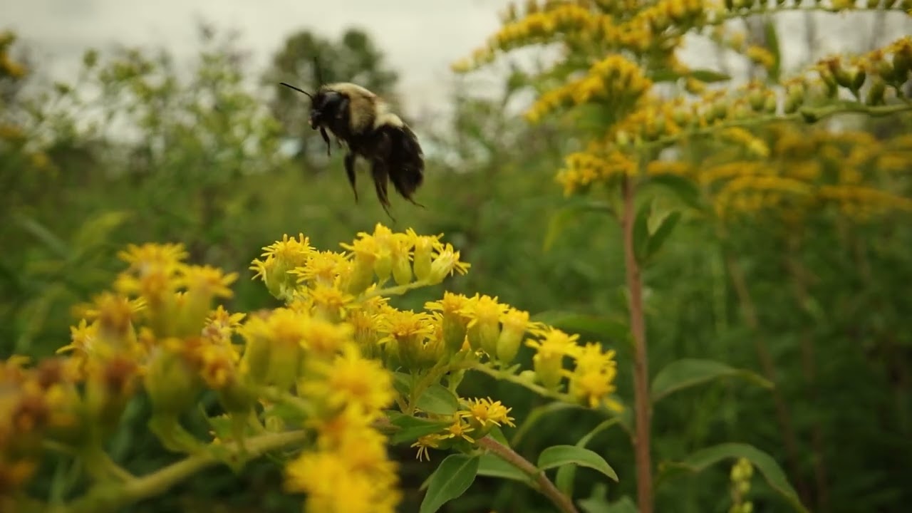 Cowbane (from Pollinator Friendly: Celebrating and Conserving Virginia's Native Bees)