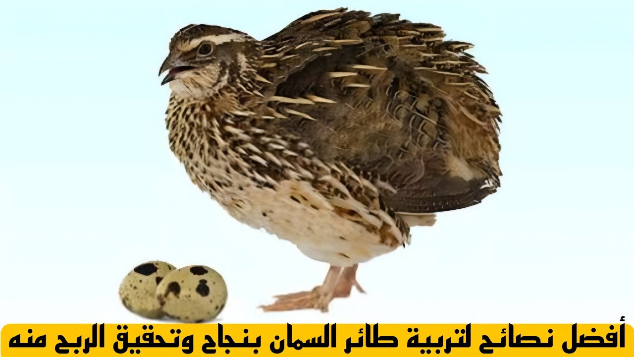 فضل نصائح لتربية طائر السمان بنجاح وتحقيق الربح منه