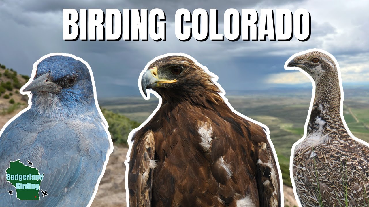 Our First Day Birding in Colorado Was Absolutely Wild!
