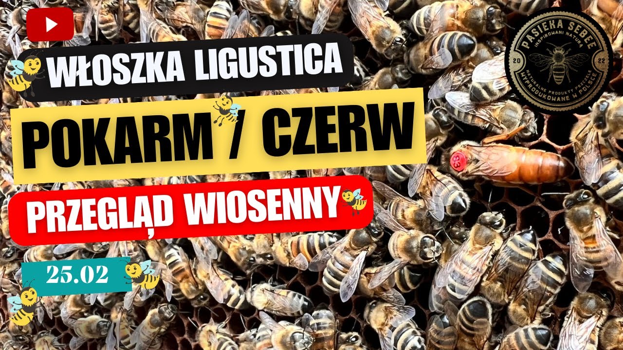 25.02: Przegląd wiosenny - WŁOSZKA LIGUSTICA, sprawdzamy czerw i pokarm - Pasieka SeBee