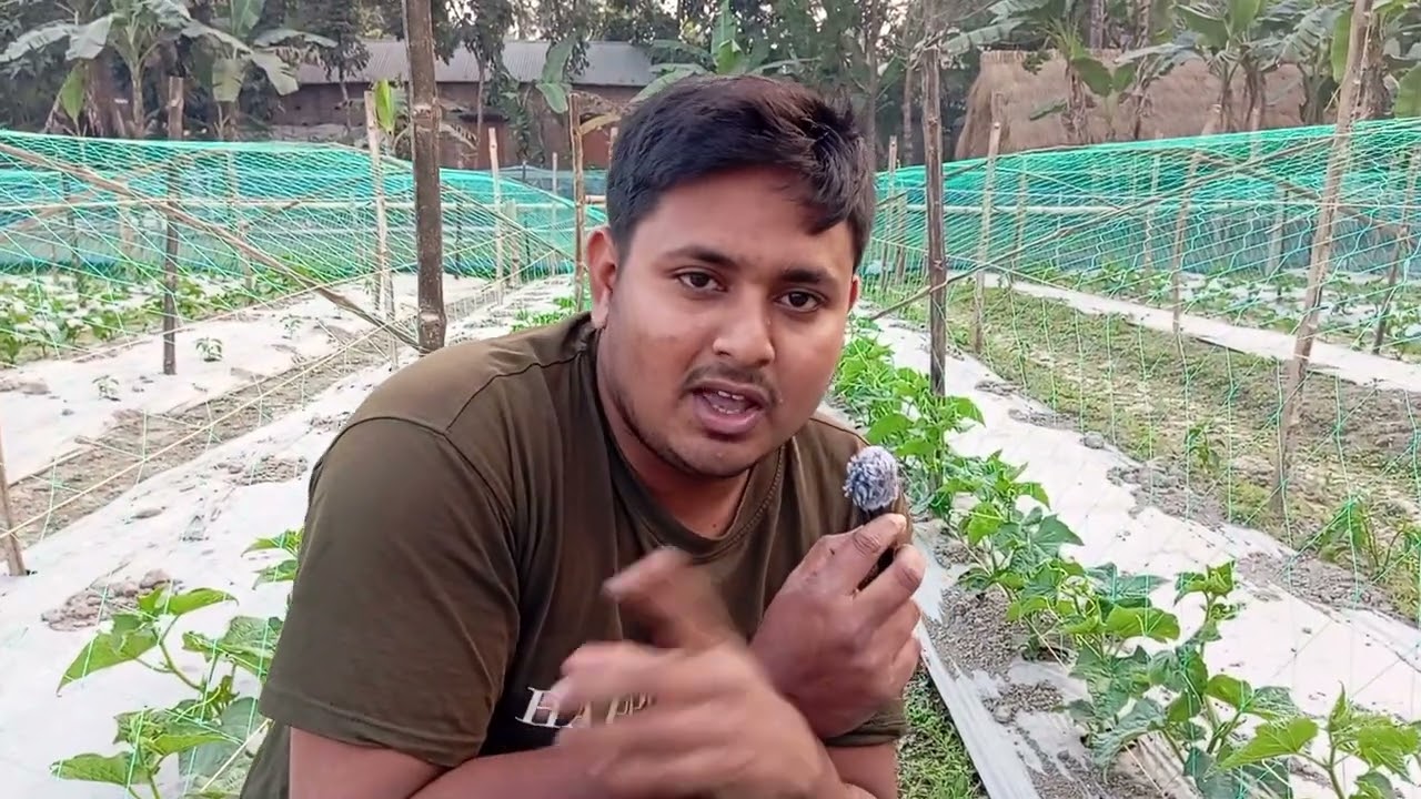 মালচিং পদ্ধতিতে শসার চাষের উপকারিতা #farming #farming #villagelife #food #ekmotahathighumechala 
