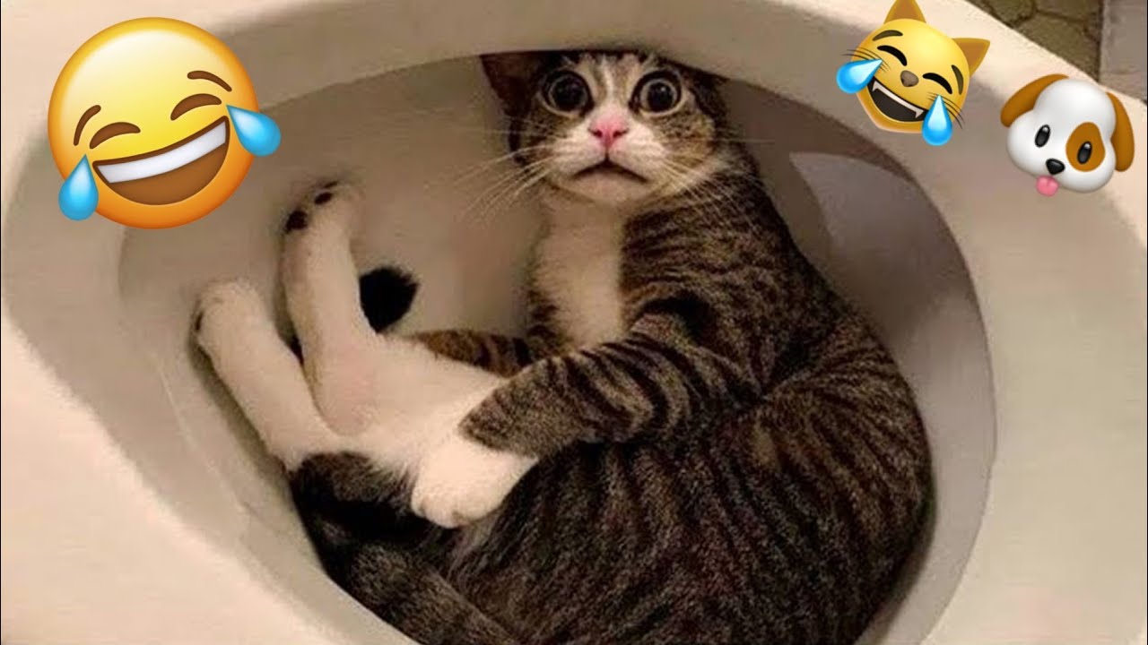 🤣 Videos Graciosos y Cortos de Animales 🐶😺 Recopilaci&oacute;n de los Mejores Videos de Gatos y Perros