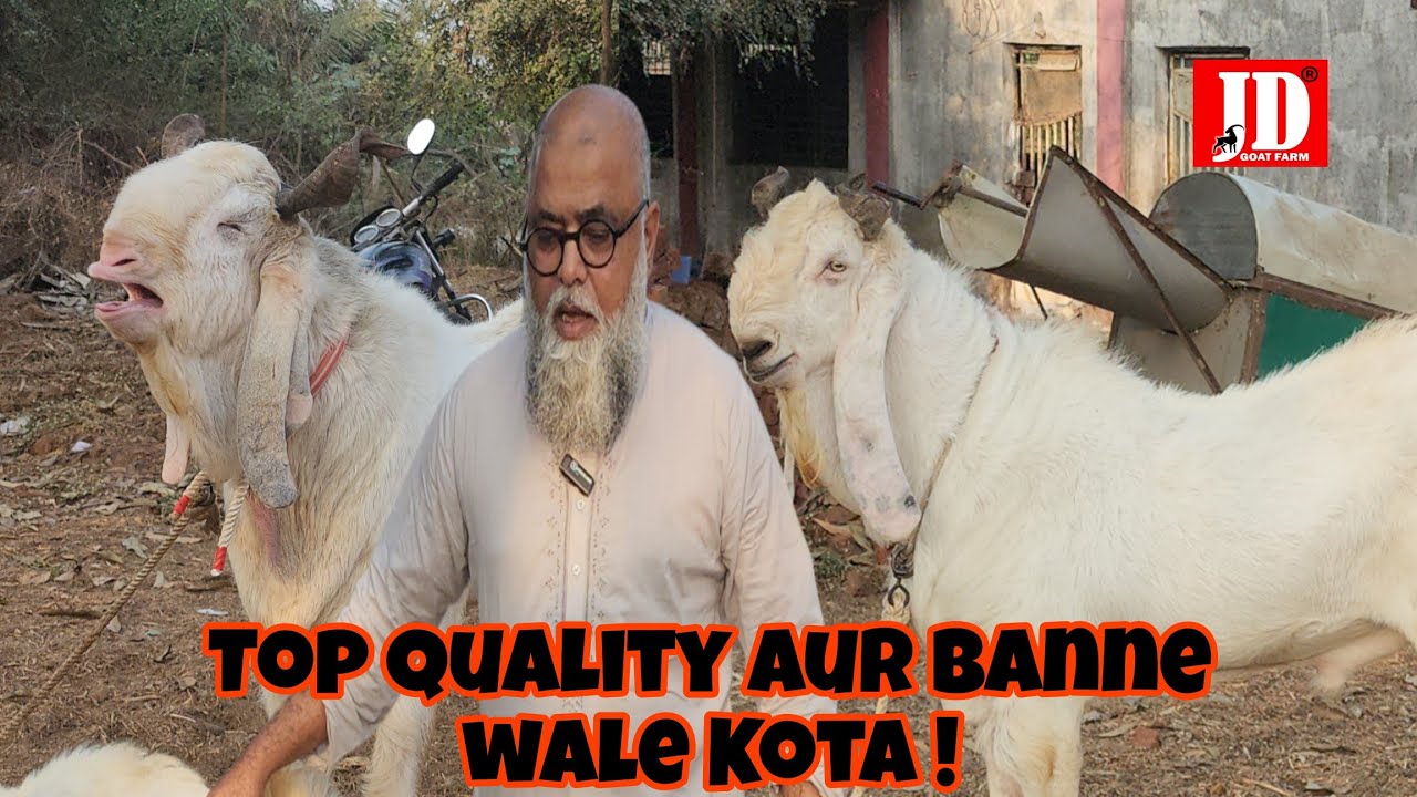 Outstanding Kota Aur Palai ! Aisi banawat wale Kota  | JD Goat Farm
