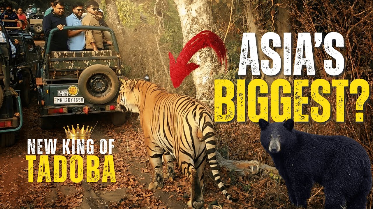 Massive 300KG Bengal Tiger Came Beside Me | Tadoba Keslaghat Safari | MAMA Male Tiger