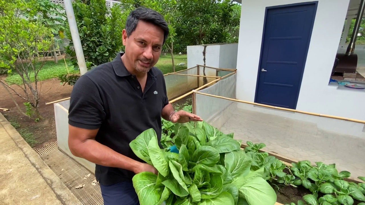 Pechay from our backyard garden to the kitchen