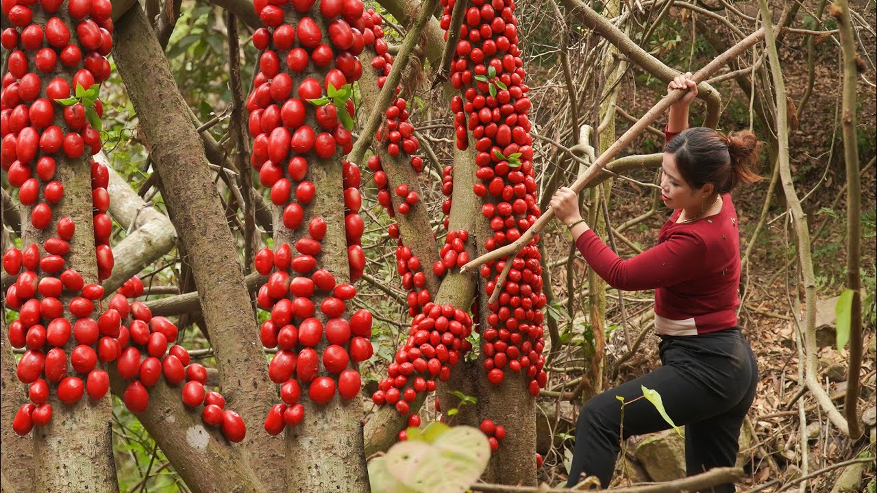 Harvesting Strange Wild Fruit & Goes to Market Sell! | Shocking Discovery While Picking Wild Fruits