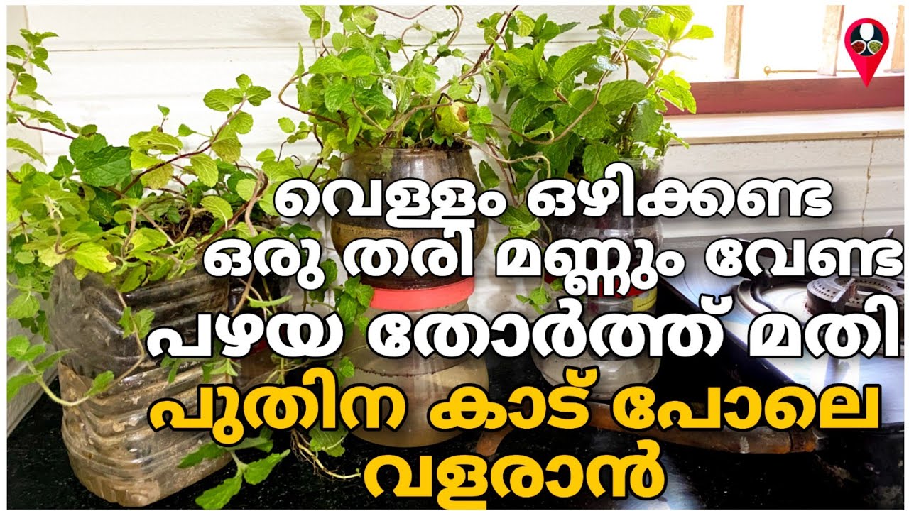 അടുക്കളയിൽ പോലും പുതിന കാട് പോലെ വളരും | Puthina valarthal malayalam | Puthina krishi | Prs kitchen