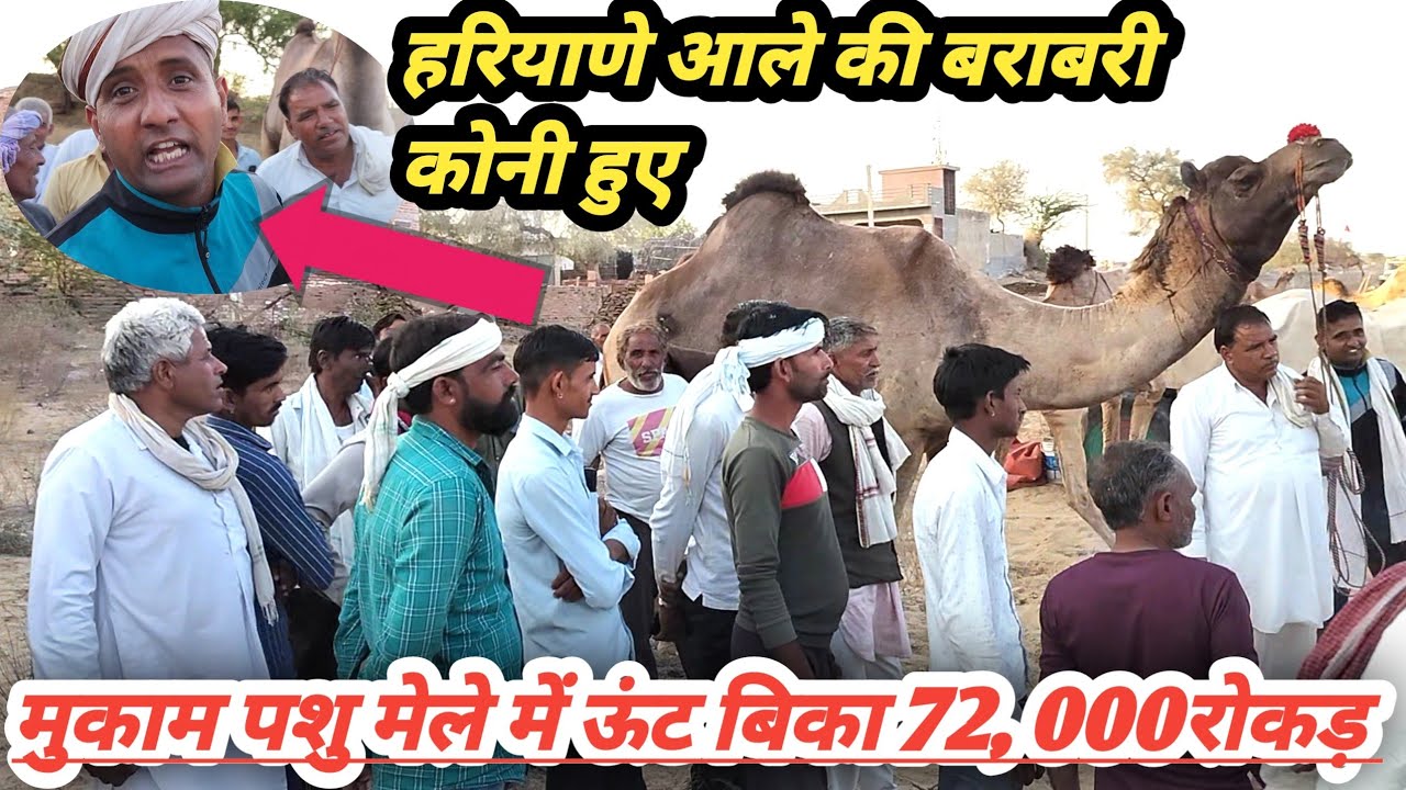 मुकाम पशु मेले में 72000 में बिका ऊंट। हरियाणे वाले बोले हमारी बराबरी कोई नही कर सकता मुकाम पशु मेला