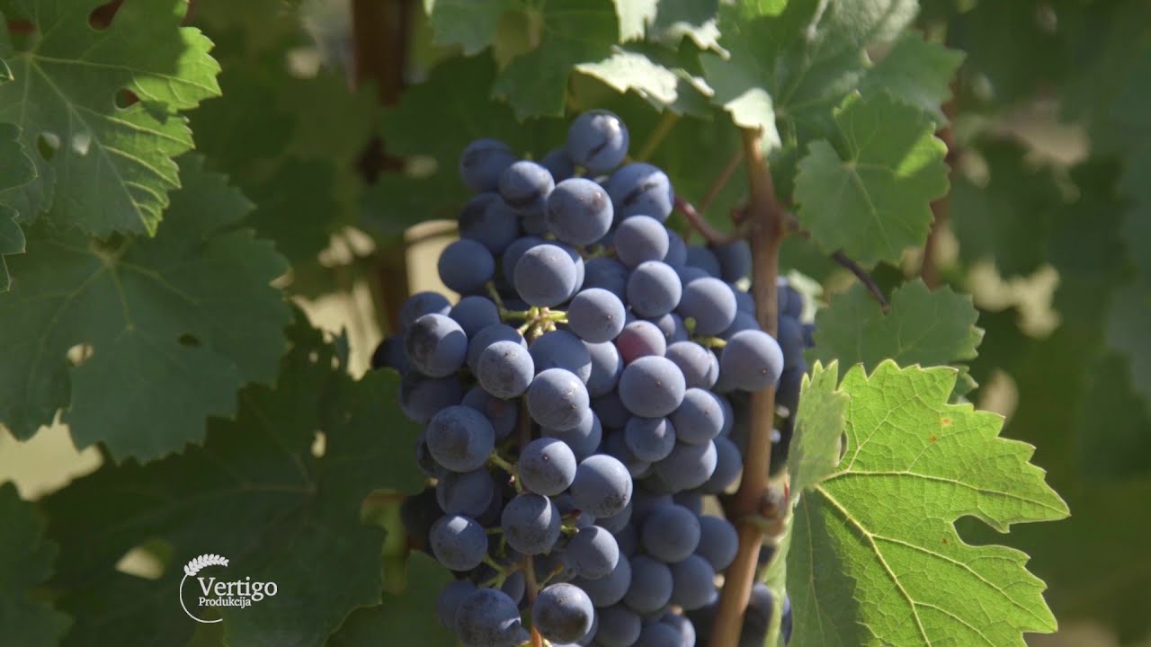 Udruzenje vinara Srem - Fruška gora, ima i zasticeno geografsko poreklo - U nasem ataru 865