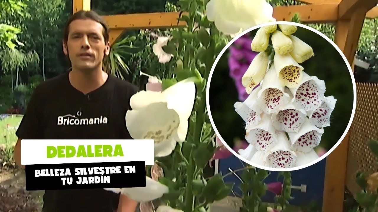 Dedalera o digitalis: así se cultiva esta planta silvestre con propiedades sorprendentes 🌿