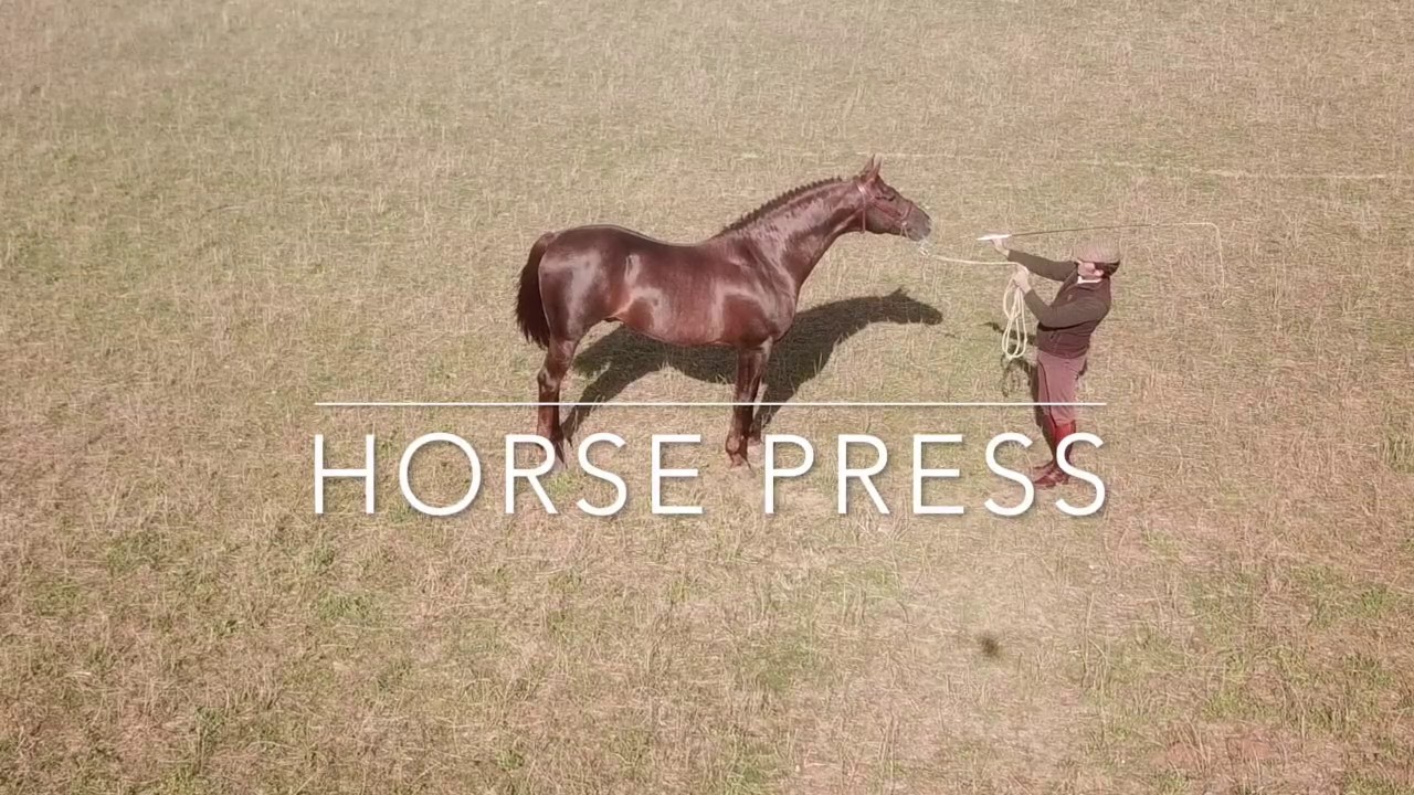 Iluso, Semental de Élite Hispanoárabe. Horse Press