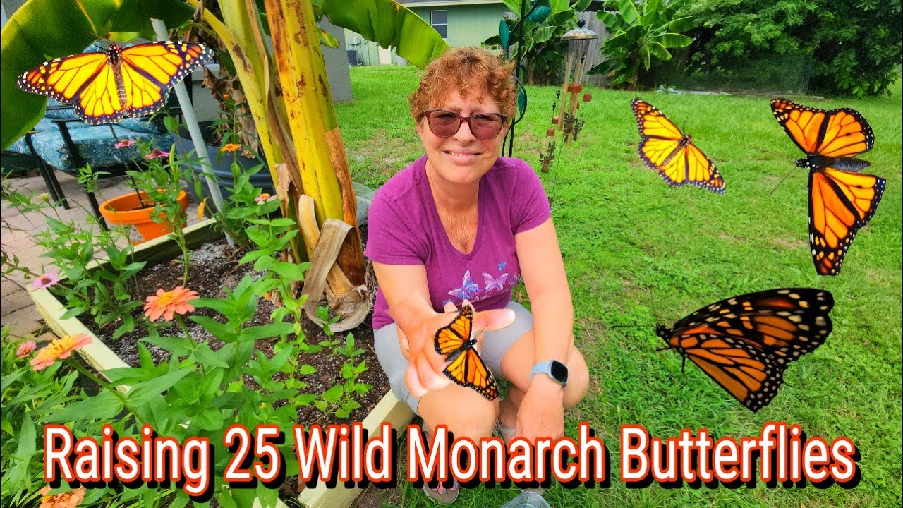 RAISING 25 MONARCH BUTTERFLIES🦋THEN RELEASING THEM🦋
