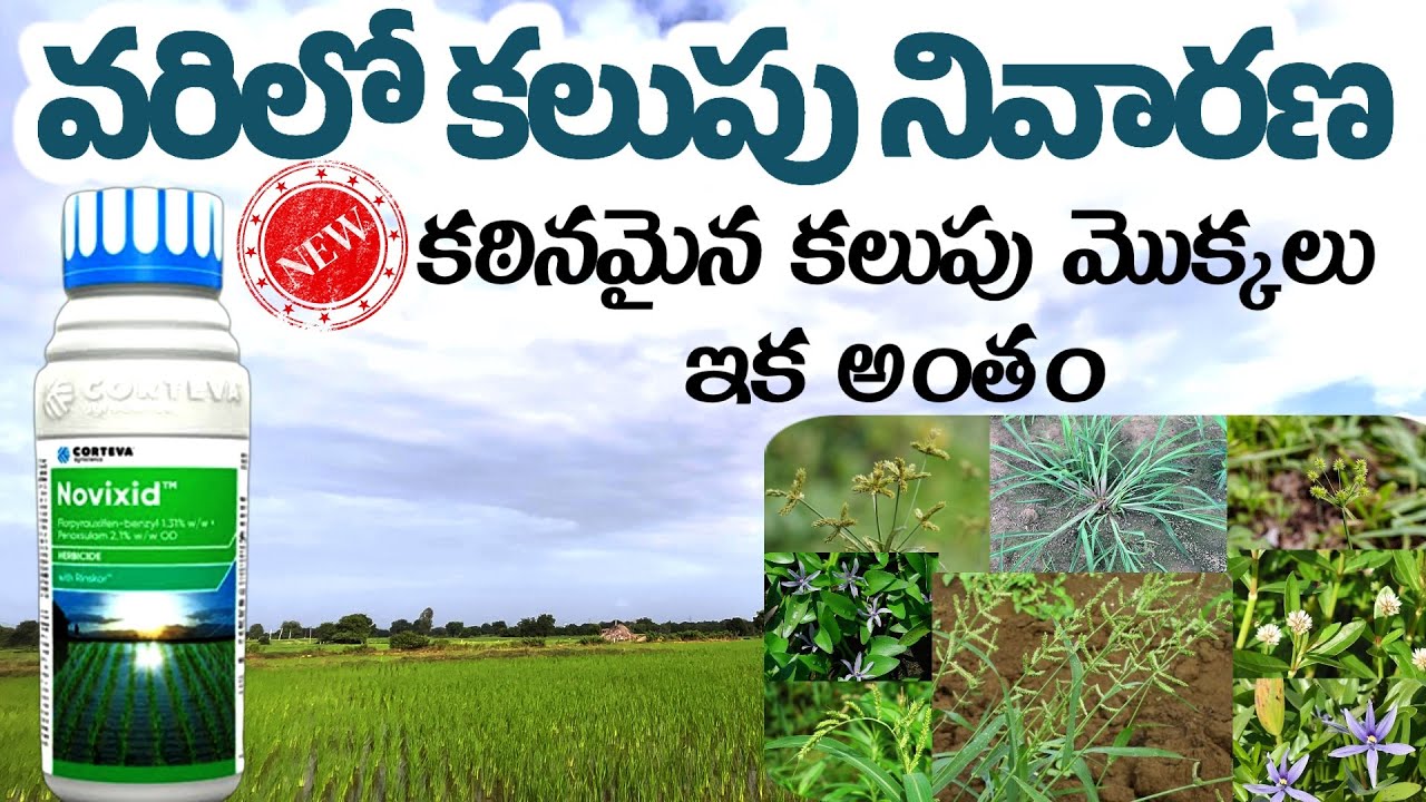 varilo kalupu nivarana | వరిలో కలుపు నివారణ | Novixid herbicide usege in telugu
