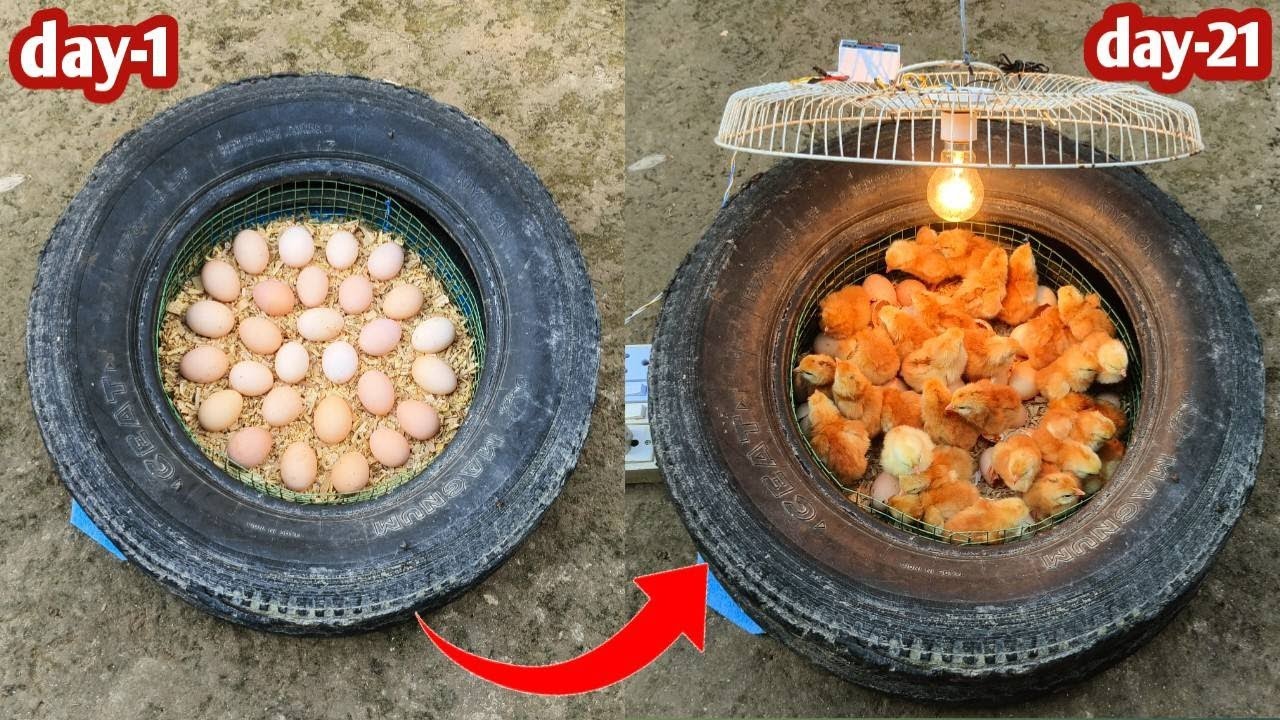 Incredible! Hatched Many Chicks in Old Tractor TYRE - Egg Incubator