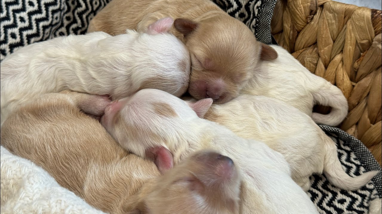 Honey-Hank 11/18/24 Maltipoo Puppies 6 days old