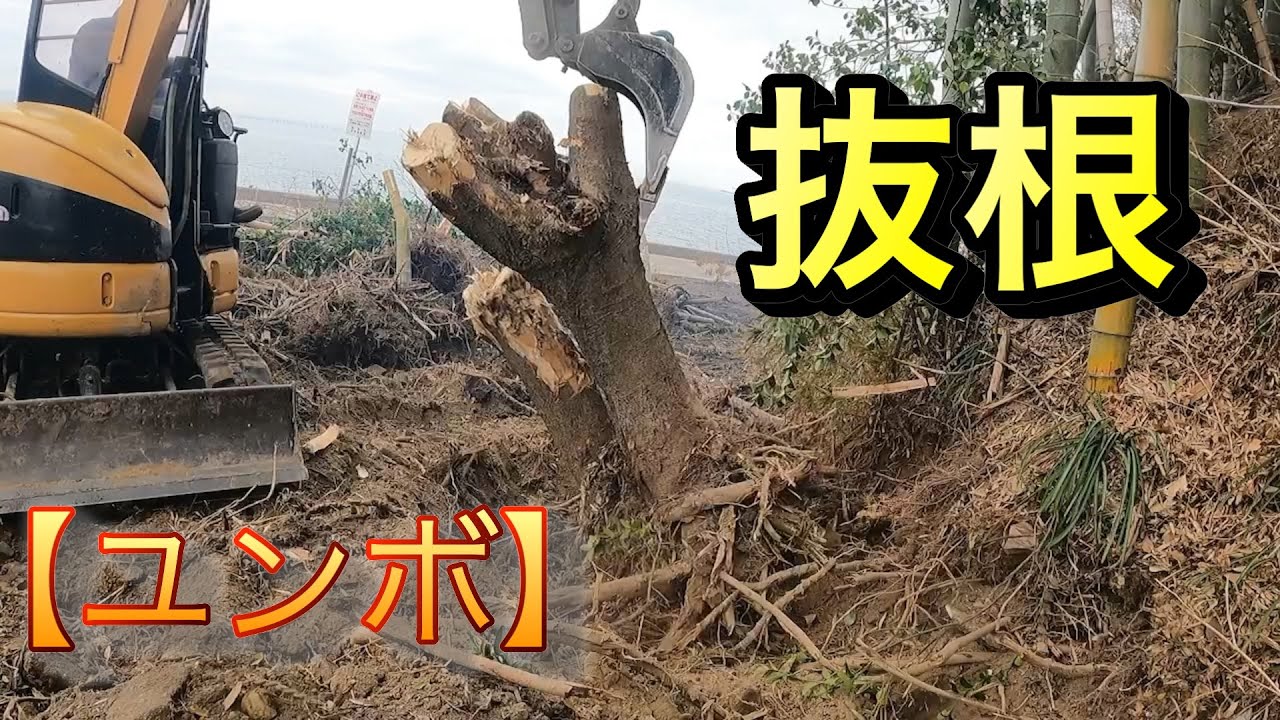 海の秘密基地＃３９【ユンボ】de大木の根に挑む