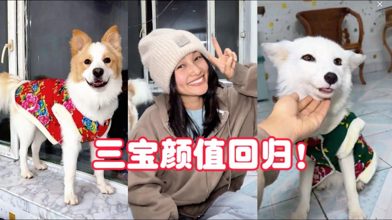 正版小七的旅行第163集】一人一狗一狐狸環遊中國，今天我們仨洗香香啦，感恩所有支持幫助我們的家人們，願你們身體健康，一生平安喜樂💗