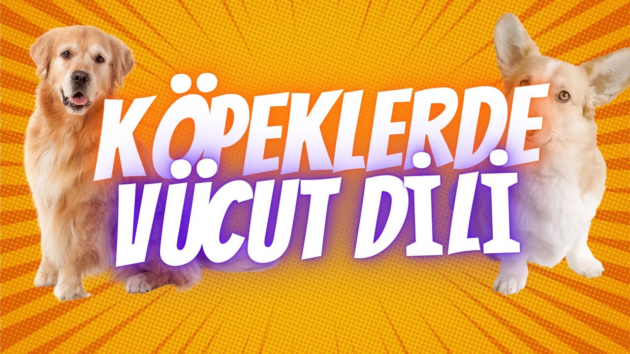 Köpeklerde vücut dili ve davranış