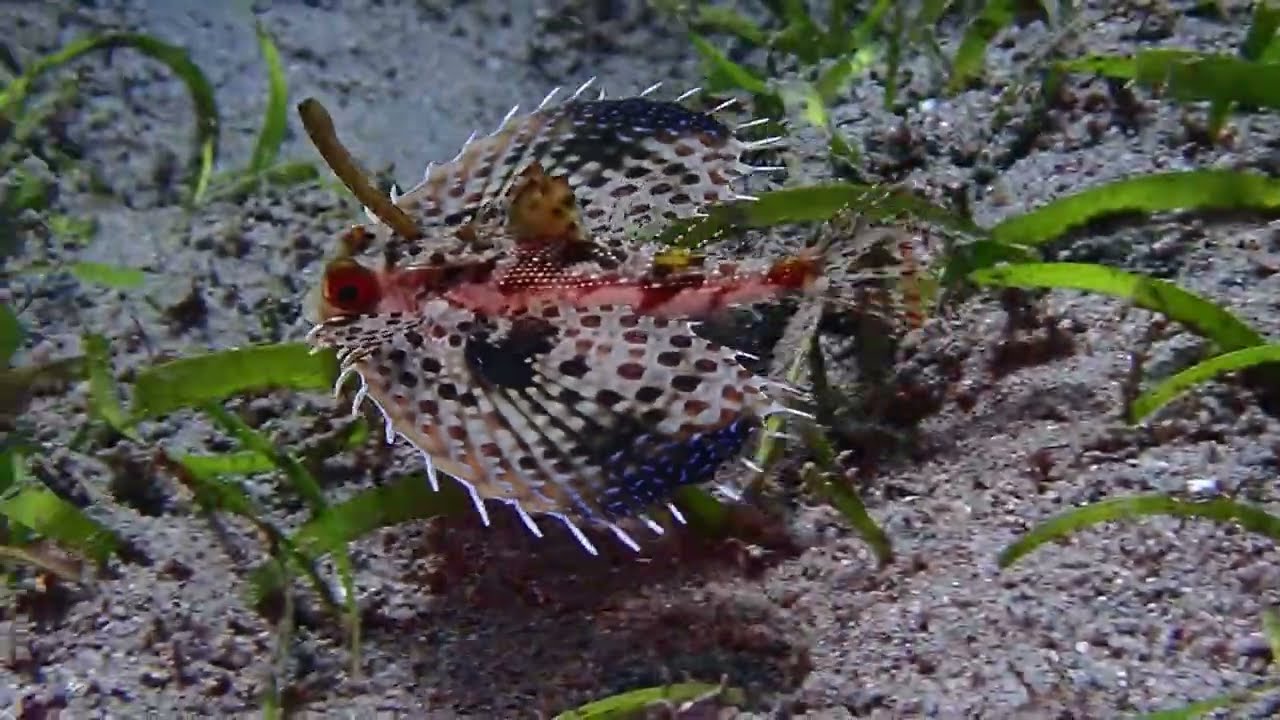 Flughahn - Dactyloptena - Negros Oriental, #philippines #scubadiving