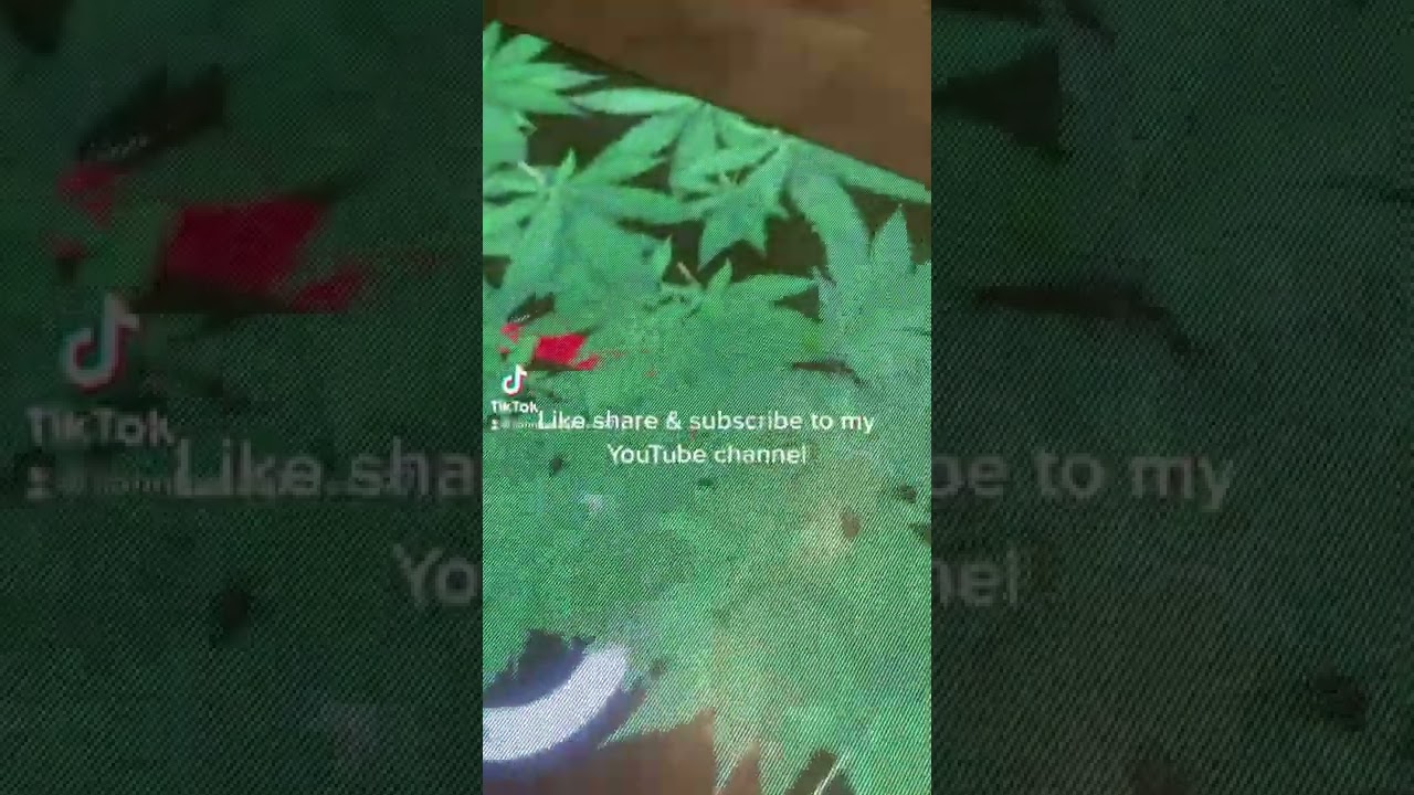 Planet 13 best weed in Las Vegas