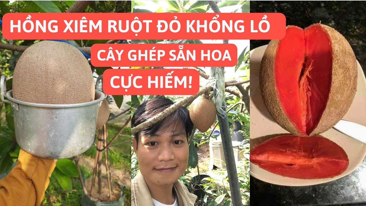 Hồng Xiêm Ruột Đỏ Khổng Lồ Cây Ghép Đang Hoa Cực Hiếm - Mua Ngay Kẻo Hết!