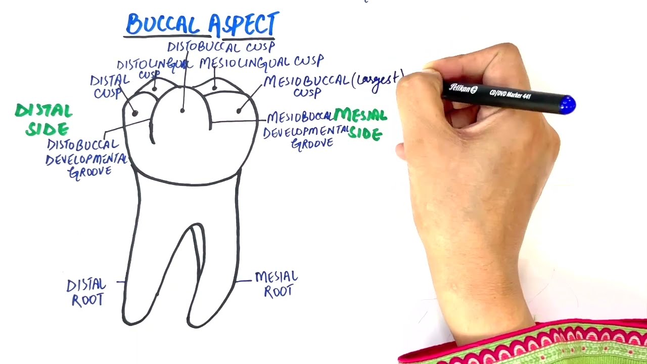 Anatomy of Mandibular First Molar - Tooth Morphology